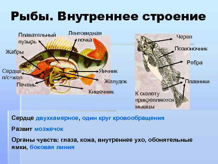 Рыбы. Внутреннее строение Плавательный пузырь Лентовидная почка Череп Позвоночник Жабры Ребра Сердце п/с+жел Печень