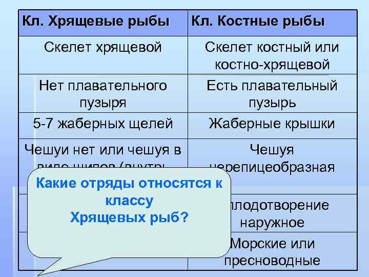 Кл. Хрящевые рыбы Скелет хрящевой Нет плавательного пузыря 5 -7 жаберных щелей Кл. Костные