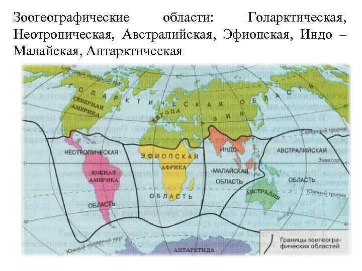 Зоогеографические области: Голарктическая, Неотропическая, Австралийская, Эфиопская, Индо – Малайская, Антарктическая 