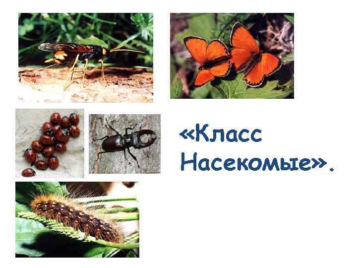  «Класс Насекомые» . 