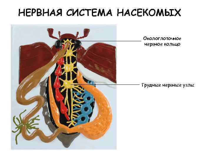 НЕРВНАЯ СИСТЕМА НАСЕКОМЫХ Окологлоточное нервное кольцо Грудные нервные узлы 