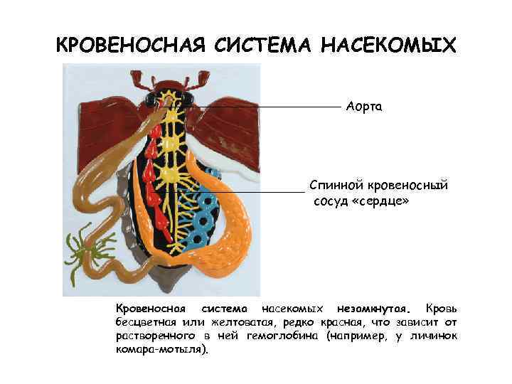КРОВЕНОСНАЯ СИСТЕМА НАСЕКОМЫХ Аорта Спинной кровеносный сосуд «сердце» Кровеносная система насекомых незамкнутая. Кровь бесцветная