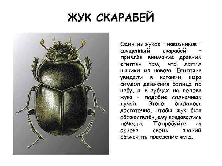 ЖУК СКАРАБЕЙ Один из жуков – навозников – священный скарабей – привлёк внимание древних