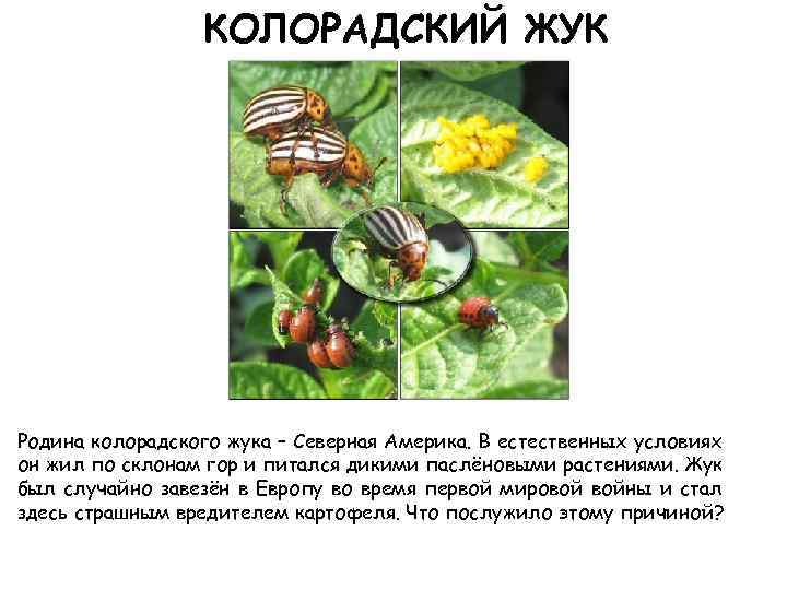 КОЛОРАДСКИЙ ЖУК Родина колорадского жука – Северная Америка. В естественных условиях он жил по