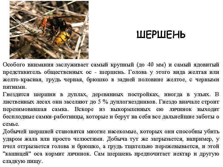ШЕРШЕНЬ Особого внимания заслуживает самый крупный (до 40 мм) и самый ядовитый представитель общественных
