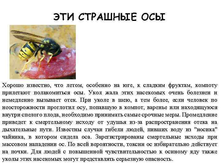 ЭТИ СТРАШНЫЕ ОСЫ Хорошо известно, что летом, особенно на юге, к сладким фруктам, компоту