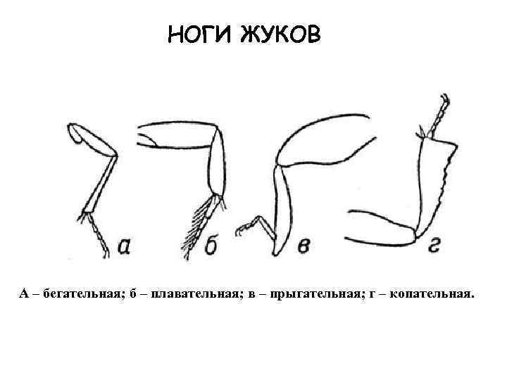 Ног у жука. Конечности жука. Типы конечностей жука. Ноги Жуков. Конечность жука бегательного типа.