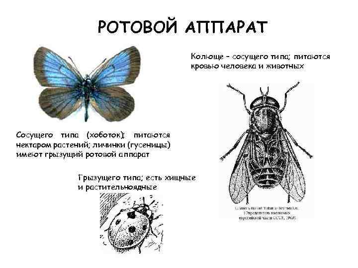РОТОВОЙ АППАРАТ Колюще – сосущего типа; питаются кровью человека и животных Сосущего типа (хоботок);