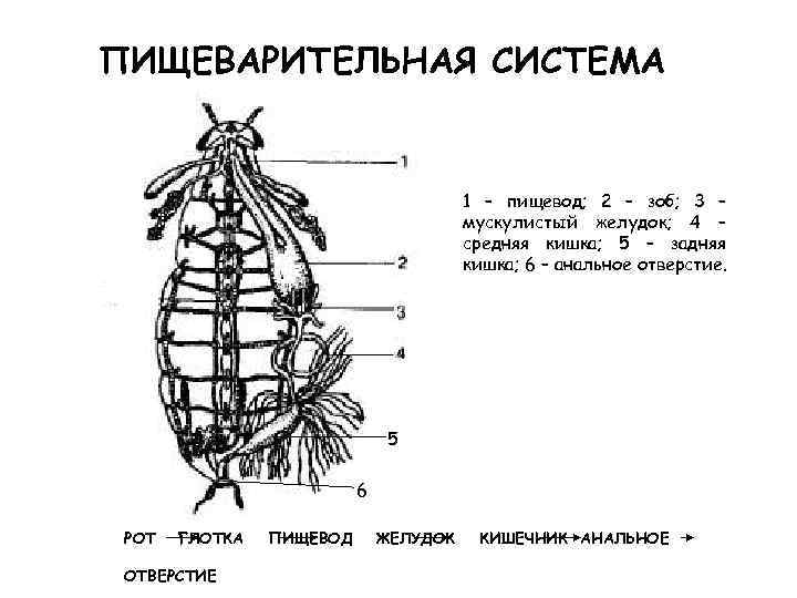 ПИЩЕВАРИТЕЛЬНАЯ СИСТЕМА 1 – пищевод; 2 – зоб; 3 – мускулистый желудок; 4 –