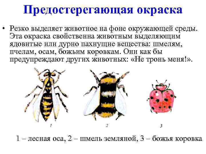 Предостерегающая окраска • Резко выделяет животное на фоне окружающей среды. Эта окраска свойственна животным