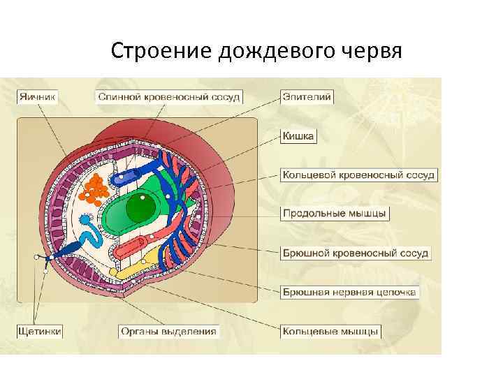 Строение дождевого червя 