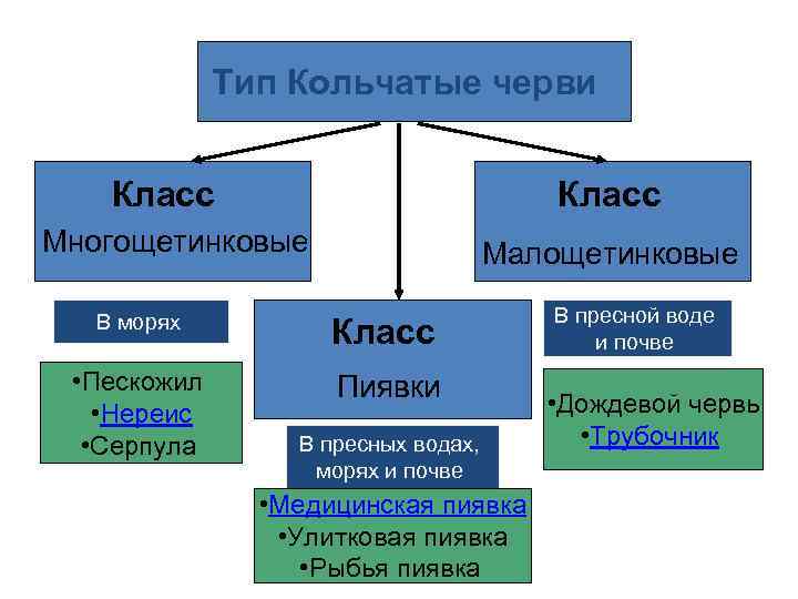 Тип Кольчатые черви Класс Многощетинковые Где обитают? В морях • Пескожил Представители • Нереис