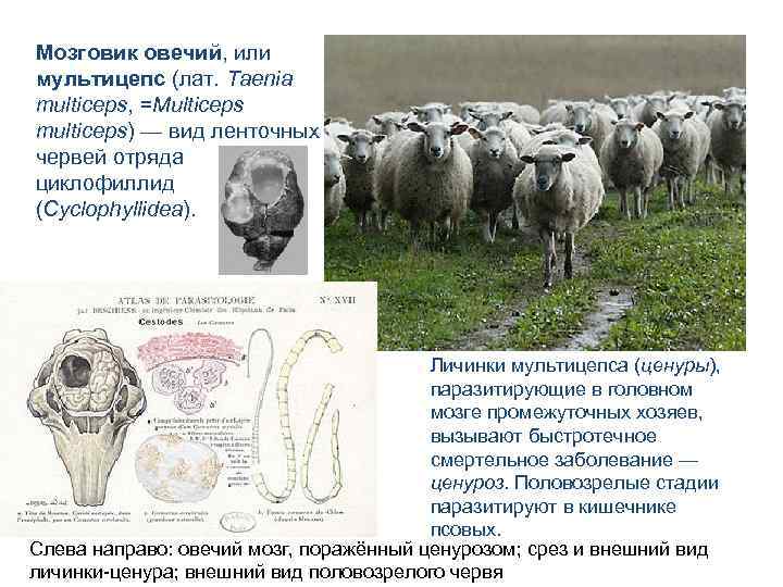 Мозговик овечий, или мультицепс (лат. Taenia multiceps, =Multiceps multiceps) — вид ленточных червей отряда