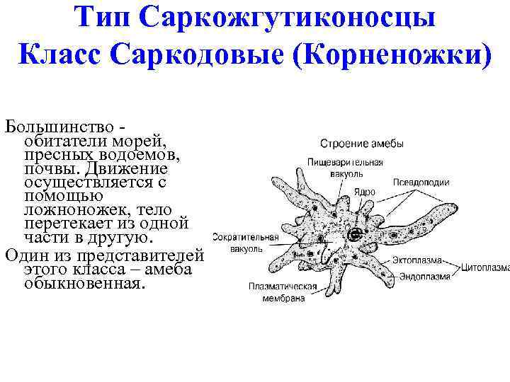 Тип Саркожгутиконосцы Класс Саркодовые (Корненожки) Большинство обитатели морей, пресных водоемов, почвы. Движение осуществляется с