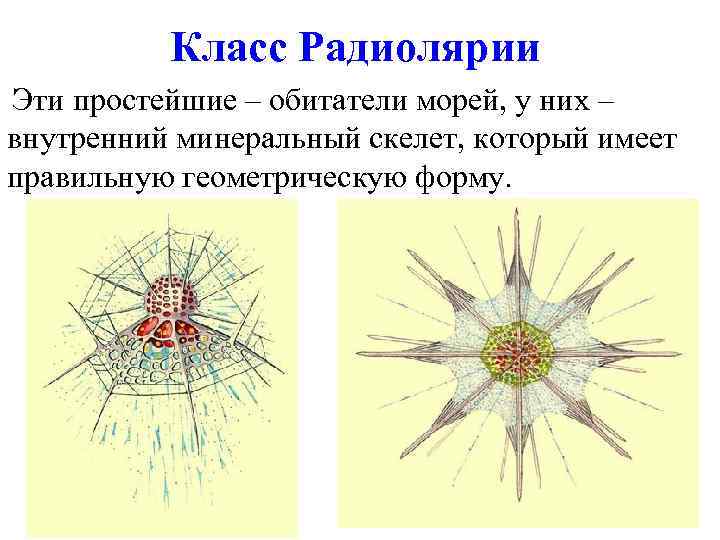 Класс Радиолярии Эти простейшие – обитатели морей, у них – внутренний минеральный скелет, который