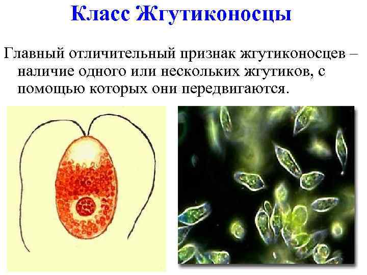 Класс Жгутиконосцы Главный отличительный признак жгутиконосцев – наличие одного или нескольких жгутиков, с помощью