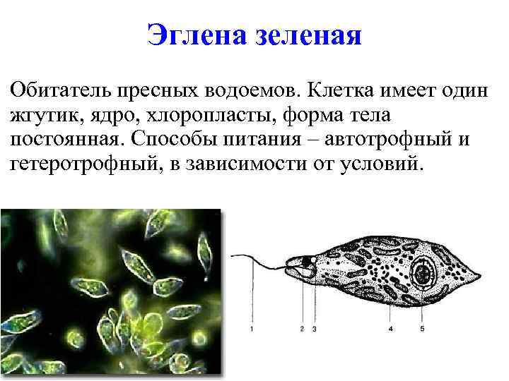 Эглена зеленая Обитатель пресных водоемов. Клетка имеет один жгутик, ядро, хлоропласты, форма тела постоянная.