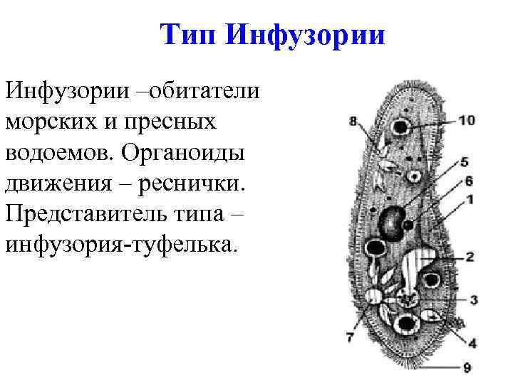 Тип Инфузории –обитатели морских и пресных водоемов. Органоиды движения – реснички. Представитель типа –