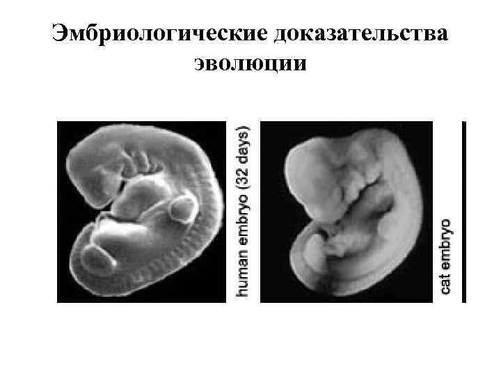 Эмбриологические доказательства эволюции 