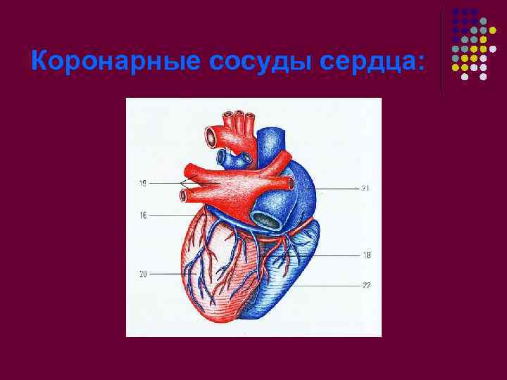 Коронарные сосуды сердца: 