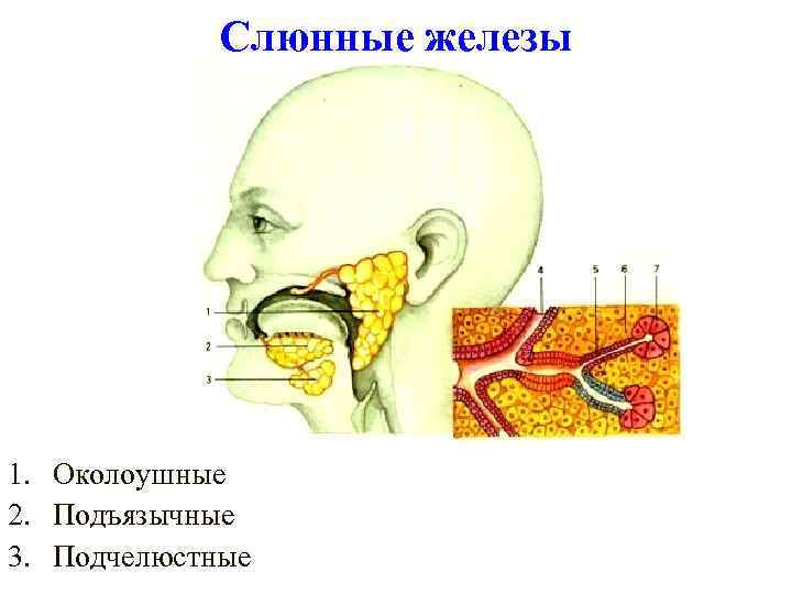 Слюнные железы 1. Околоушные 2. Подъязычные 3. Подчелюстные 