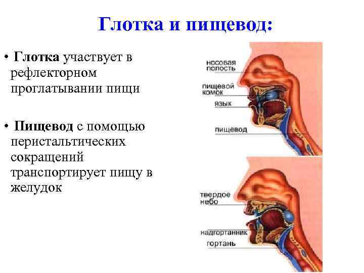 Глотка и пищевод: • Глотка участвует в рефлекторном проглатывании пищи • Пищевод с помощью