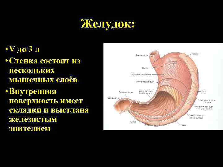 Желудок: • V до 3 л • Стенка состоит из нескольких мышечных слоёв •