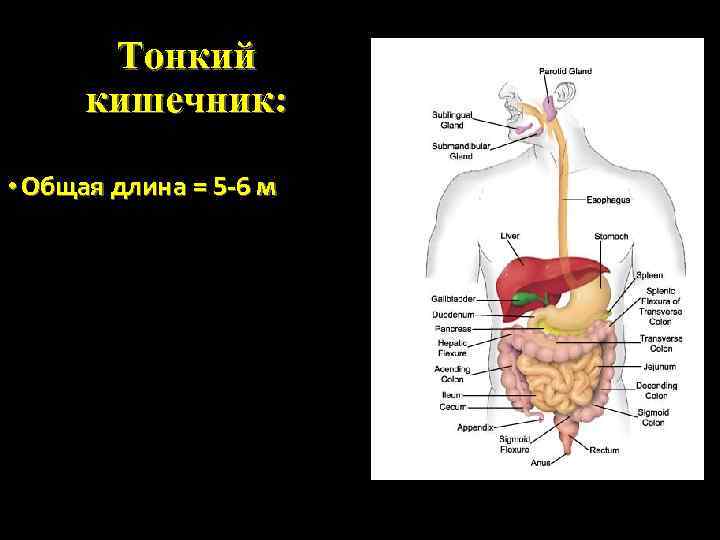 Тонкий кишечник: • Общая длина = 5 -6 м 