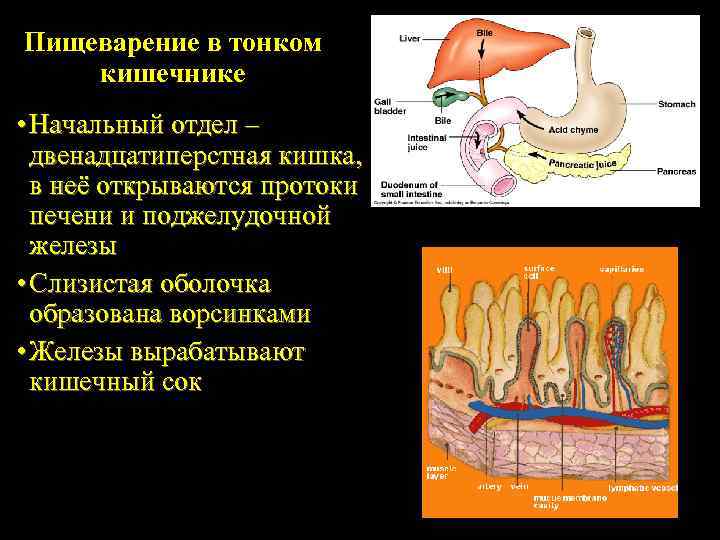 Пищеварение в тонком кишечнике • Начальный отдел – двенадцатиперстная кишка, в неё открываются протоки