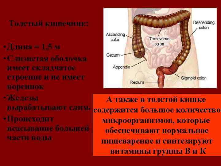 Толстый кишечник: • Длина = 1, 5 м • Слизистая оболочка имеет складчатое строение