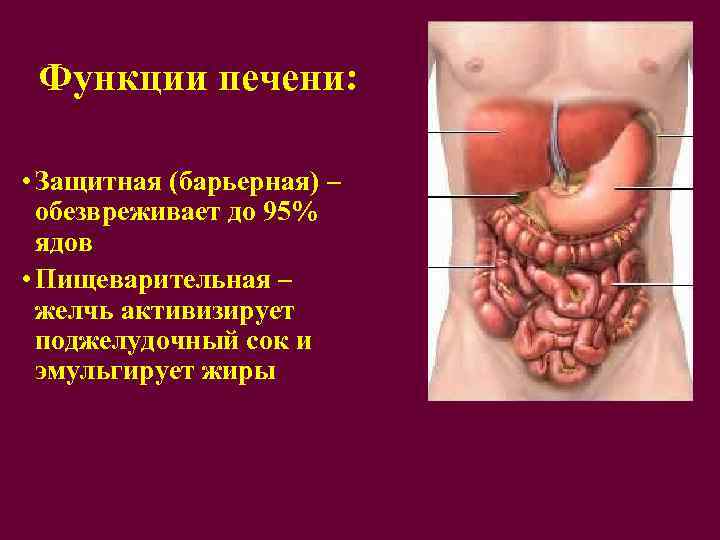 Функции печени: • Защитная (барьерная) – обезвреживает до 95% ядов • Пищеварительная – желчь