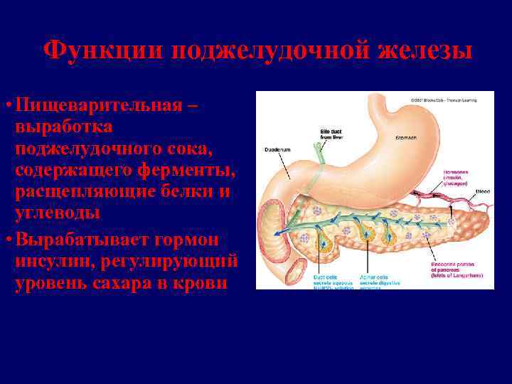 Функции поджелудочной железы • Пищеварительная – выработка поджелудочного сока, содержащего ферменты, расщепляющие белки и