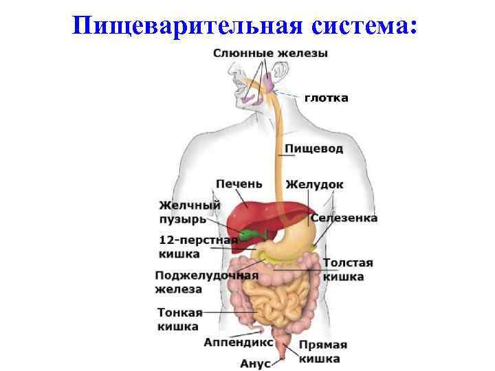 Пищеварительная система: 