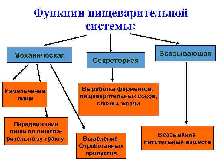 Функции пищеварительной системы: Механическая Измельчение пищи Передвижение пищи по пищеварительному тракту Всасывающая Секреторная Выработка