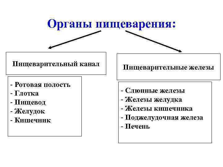 Органы пищеварения: Пищеварительный канал - Ротовая полость - Глотка - Пищевод - Желудок -