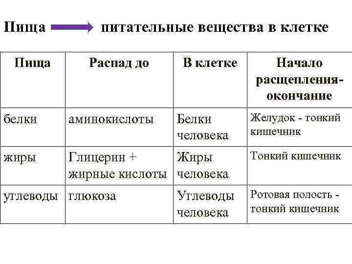 Пища питательные вещества в клетке Распад до В клетке Начало расщепленияокончание белки аминокислоты Белки