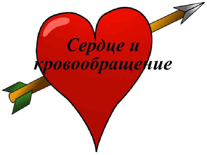 Сердце и кровообращение 
