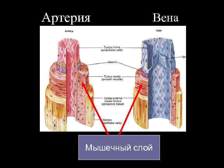 Артерия Мышечный слой Вена 