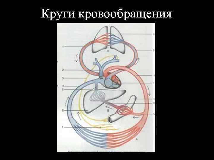 Круги кровообращения 