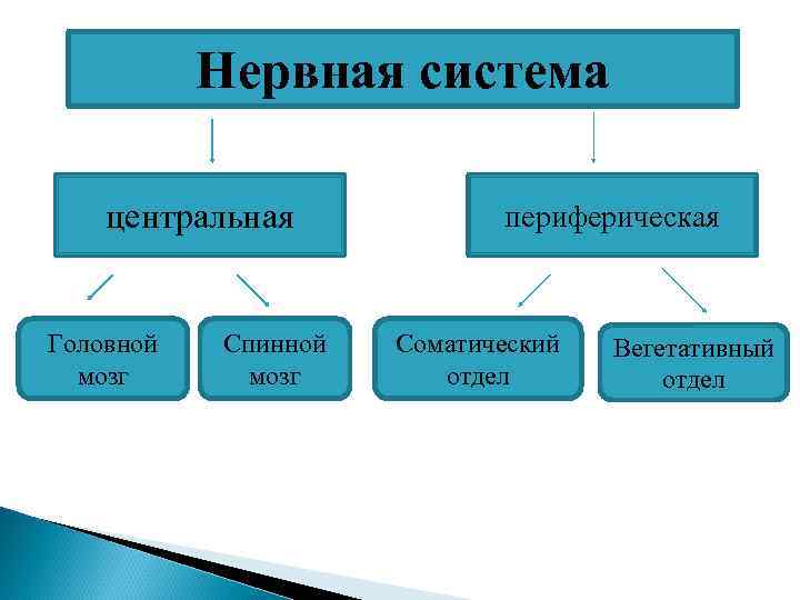 Нервная система центральная Головной мозг Спинной мозг периферическая Соматический отдел Вегетативный отдел 