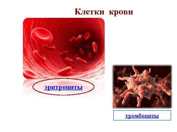 Клетки крови эритроциты тромбоциты 