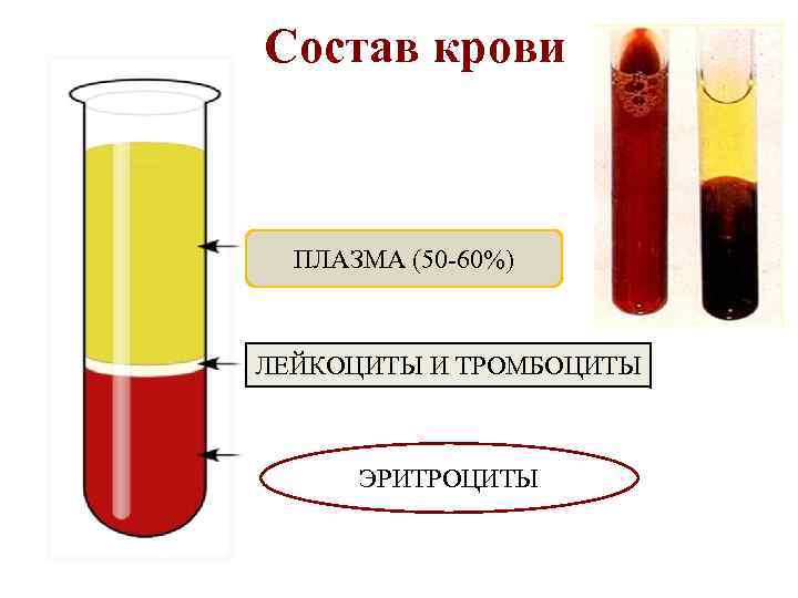 Состав крови ПЛАЗМА (50 60%) ЛЕЙКОЦИТЫ И ТРОМБОЦИТЫ ЭРИТРОЦИТЫ 