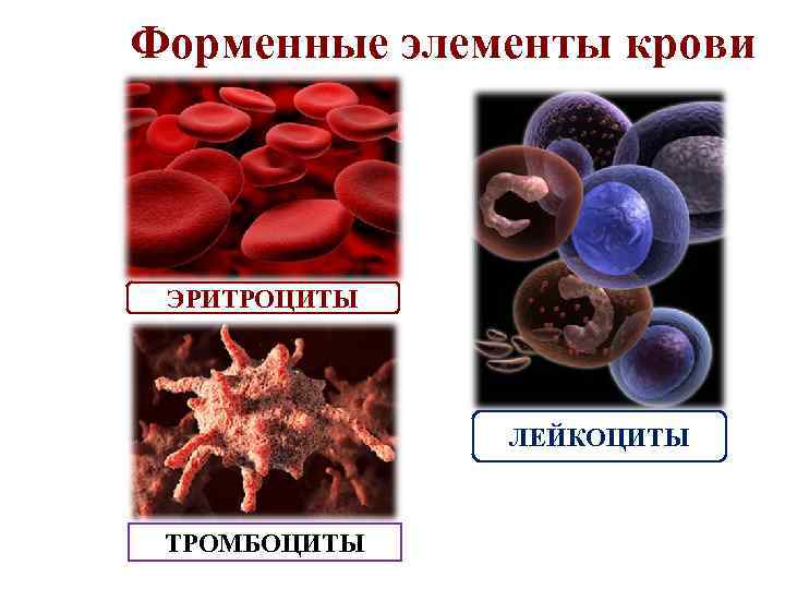 Форменные элементы крови ЭРИТРОЦИТЫ ЛЕЙКОЦИТЫ ТРОМБОЦИТЫ 