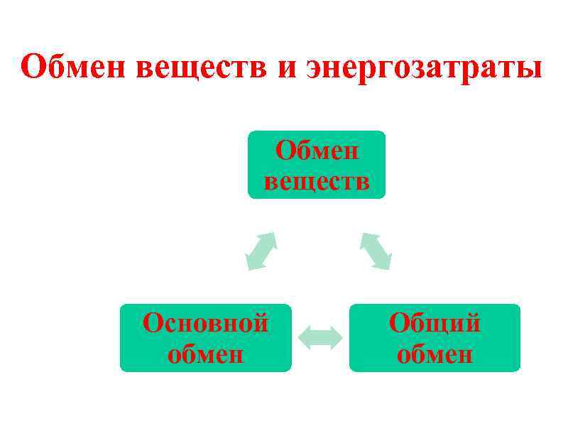 Обмен веществ и энергозатраты Обмен веществ Основной обмен Общий обмен 