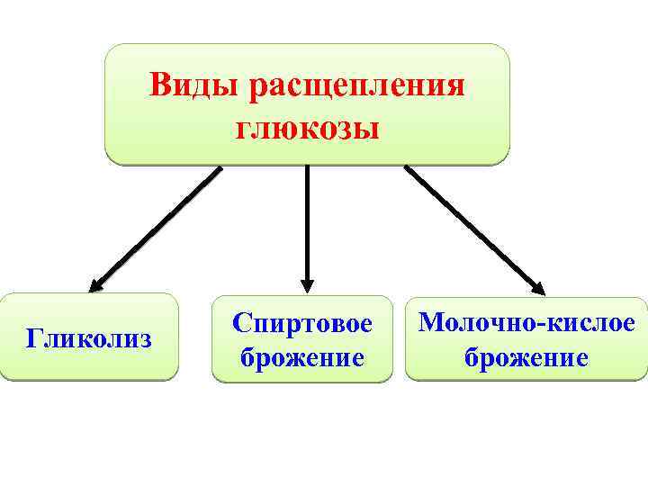 Виды расщепления глюкозы Гликолиз Спиртовое брожение Молочно-кислое брожение 