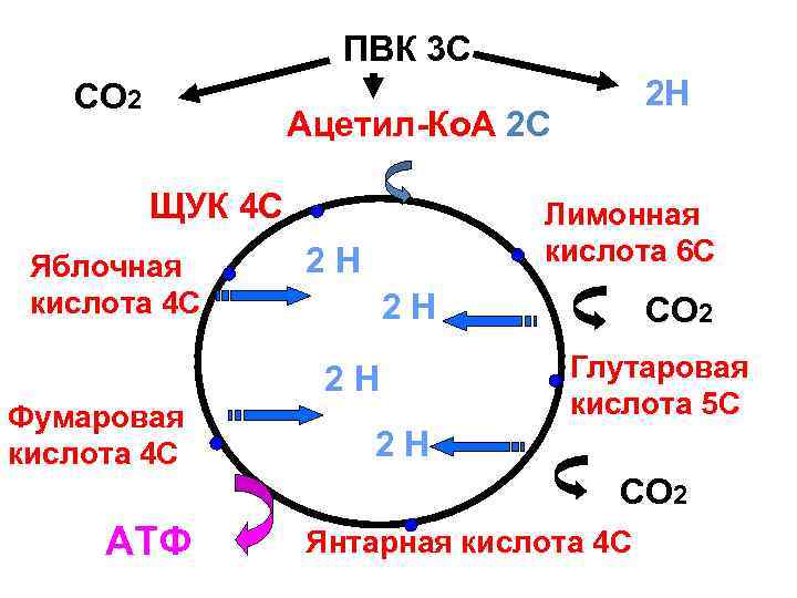 ПВК 3 С СО 2 2 Н Ацетил-Ко. А 2 С ЩУК 4 С