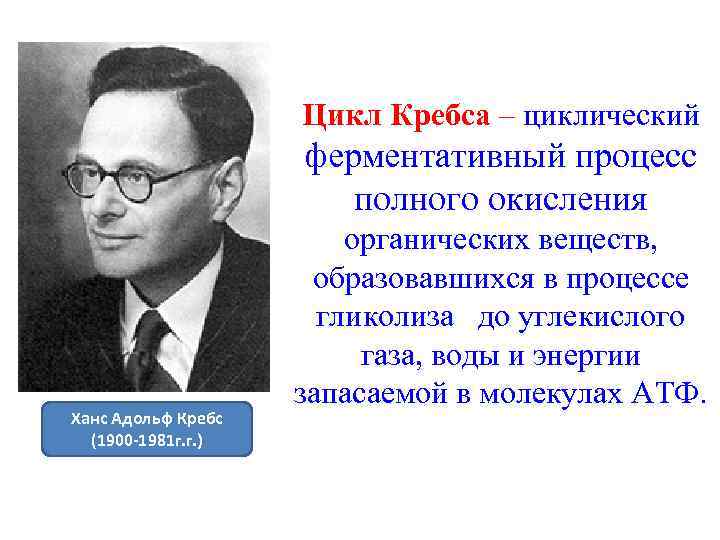 Цикл Кребса – циклический ферментативный процесс полного окисления Ханс Адольф Кребс (1900 -1981 г.