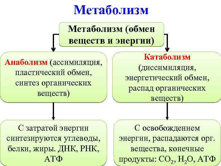 Метаболизм (обмен веществ и энергии) Анаболизм (ассимиляция, пластический обмен, синтез органических веществ) Катаболизм (диссимиляция,