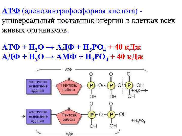 АТФ (аденозинтрифосфорная кислота) - универсальный поставщик энергии в клетках всех живых организмов. АТФ +