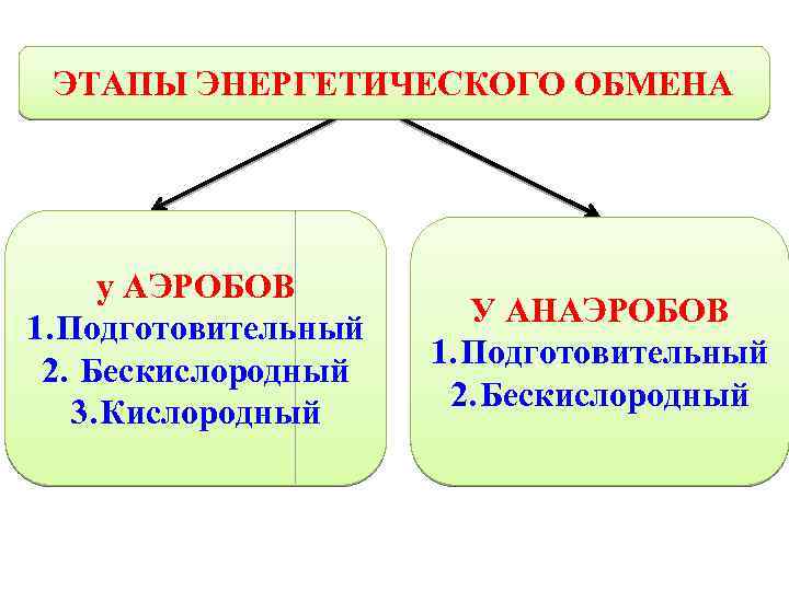 ЭТАПЫ ЭНЕРГЕТИЧЕСКОГО ОБМЕНА у АЭРОБОВ 1. Подготовительный 2. Бескислородный 3. Кислородный У АНАЭРОБОВ 1.